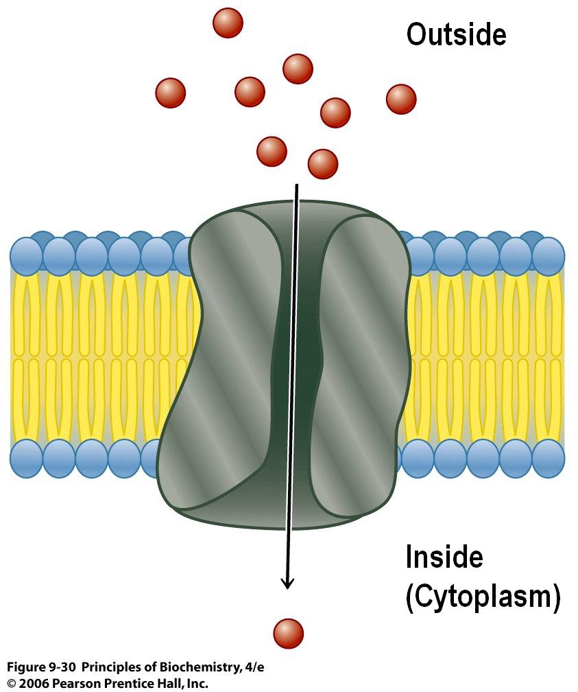 11. Ion channel