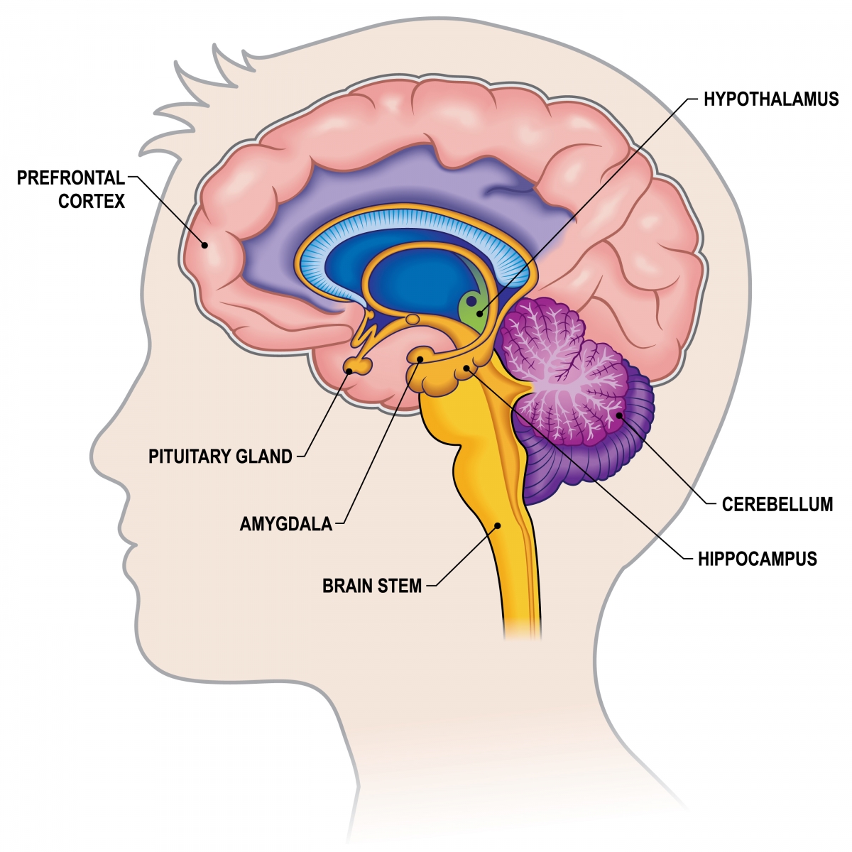 6. brain parts