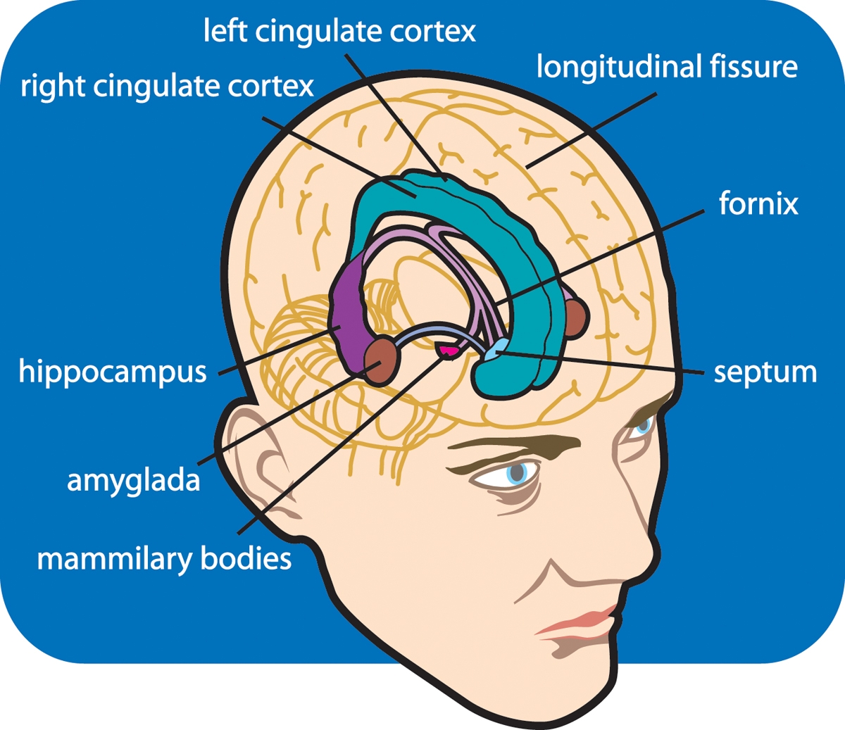 limbic system